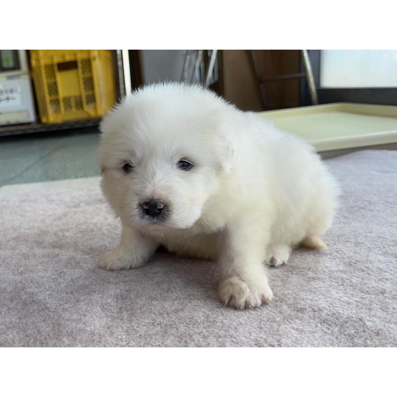 成約済の千葉県のグレートピレニーズ-439609の29枚目