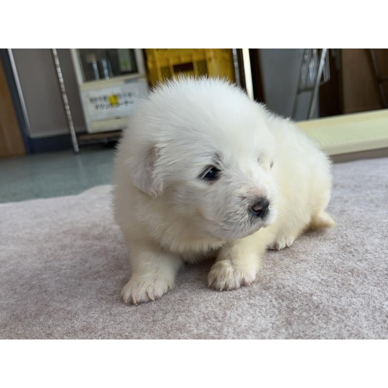 成約済の千葉県のグレートピレニーズ-439609の28枚目