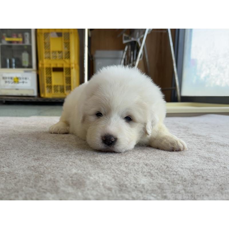 成約済の千葉県のグレートピレニーズ-439615の36枚目