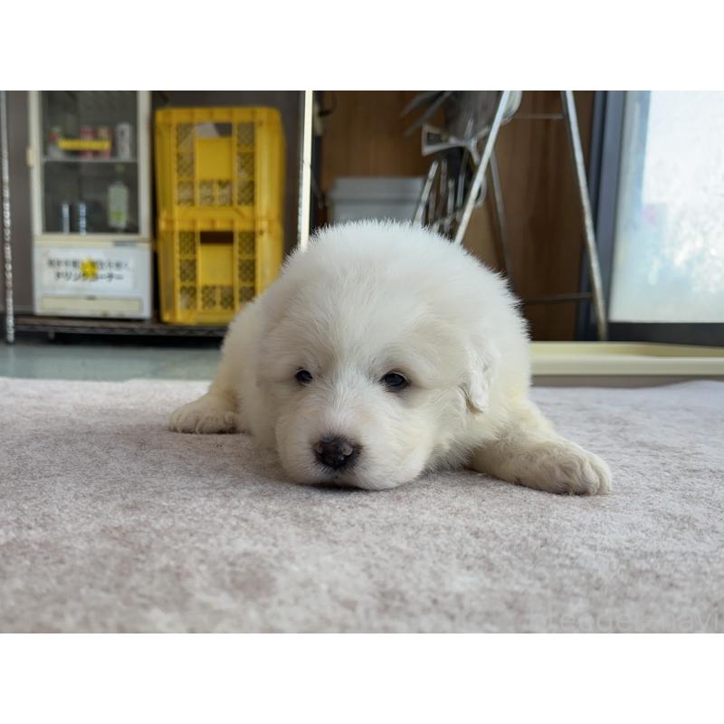 成約済の千葉県のグレートピレニーズ-439615の35枚目