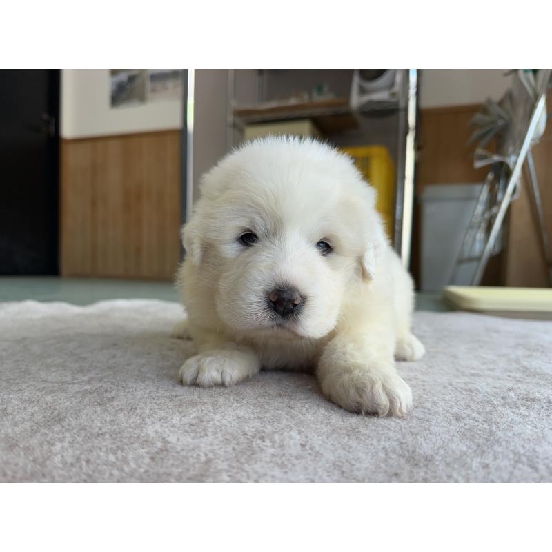 成約済の千葉県のグレートピレニーズ-439615の34枚目