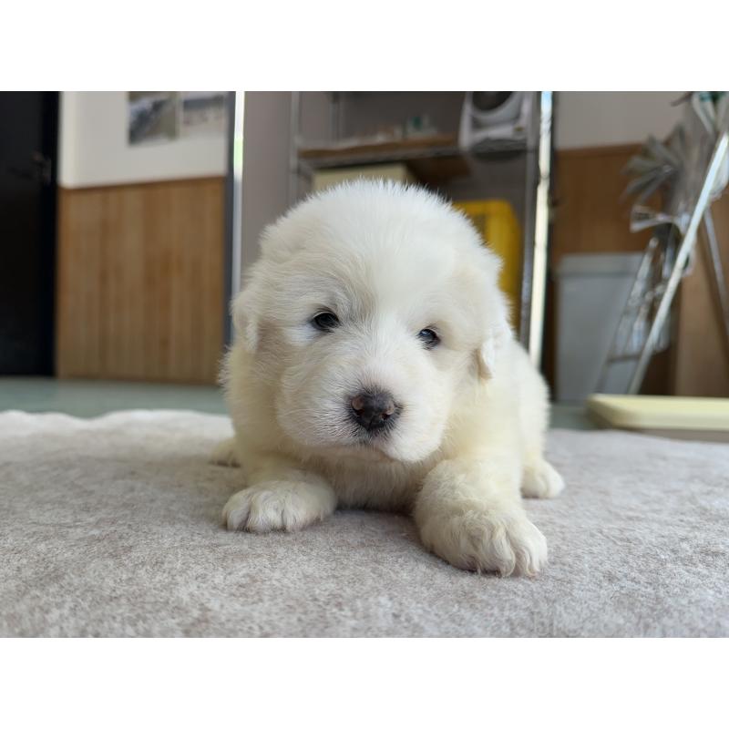 成約済の千葉県のグレートピレニーズ-439615の33枚目