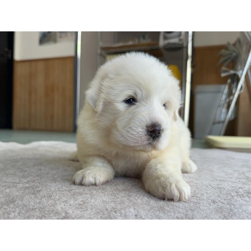 成約済の千葉県のグレートピレニーズ-439615の32枚目