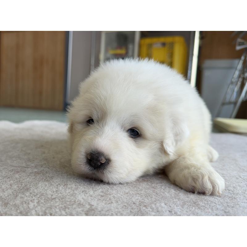 成約済の千葉県のグレートピレニーズ-439615の31枚目