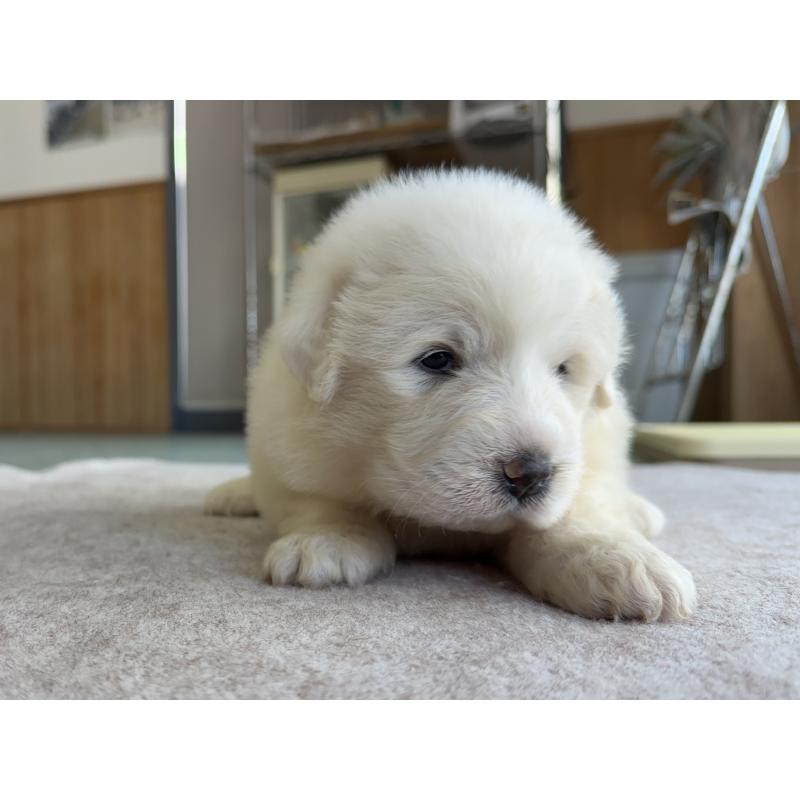 成約済の千葉県のグレートピレニーズ-439615の30枚目