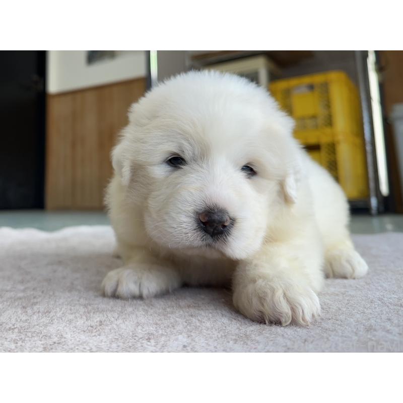 成約済の千葉県のグレートピレニーズ-439615の29枚目