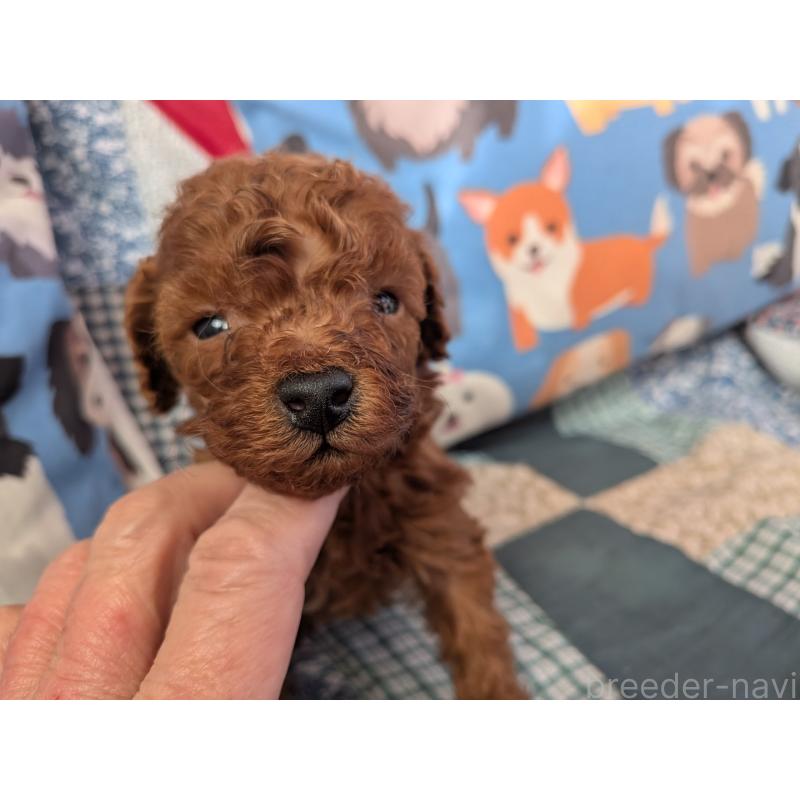 販売中の長野県のティーカッププードル-440974の5枚目