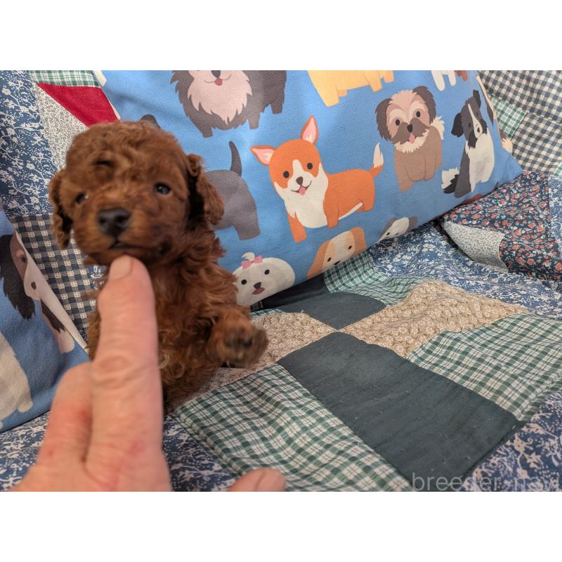 販売中の長野県のティーカッププードル-440974の4枚目