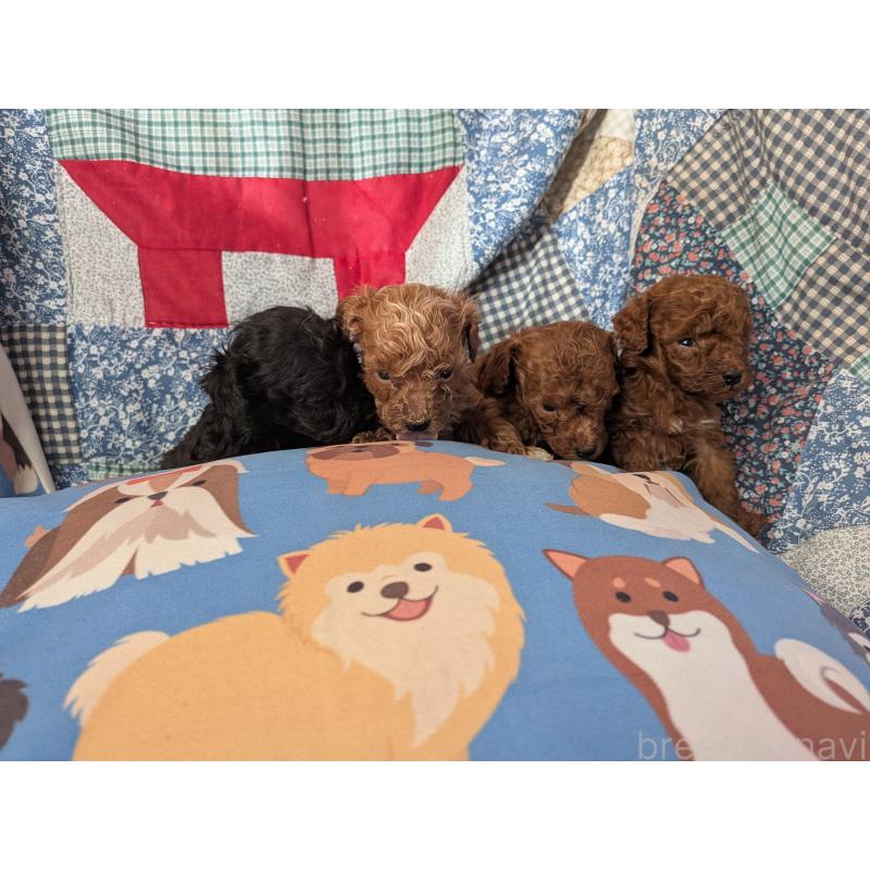 販売中の長野県のティーカッププードル-440974の3枚目