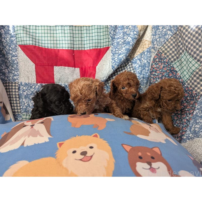 販売中の長野県のティーカッププードル-440974の2枚目