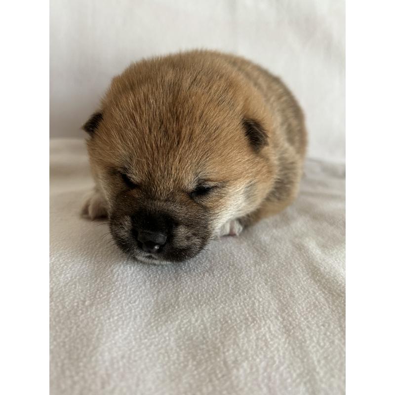 販売中の群馬県の柴犬-440975の4枚目