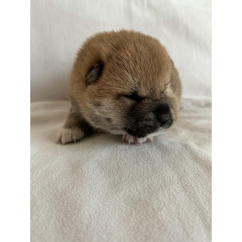 販売中の群馬県の柴犬-440975の3枚目