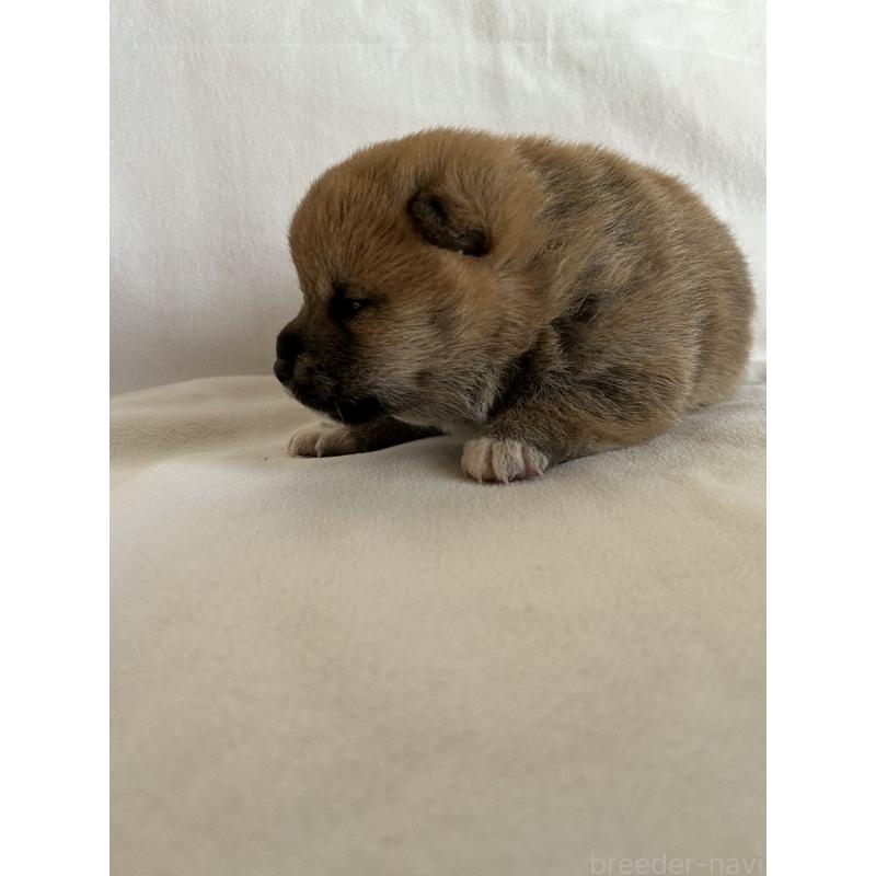 販売中の群馬県の柴犬-440975の2枚目