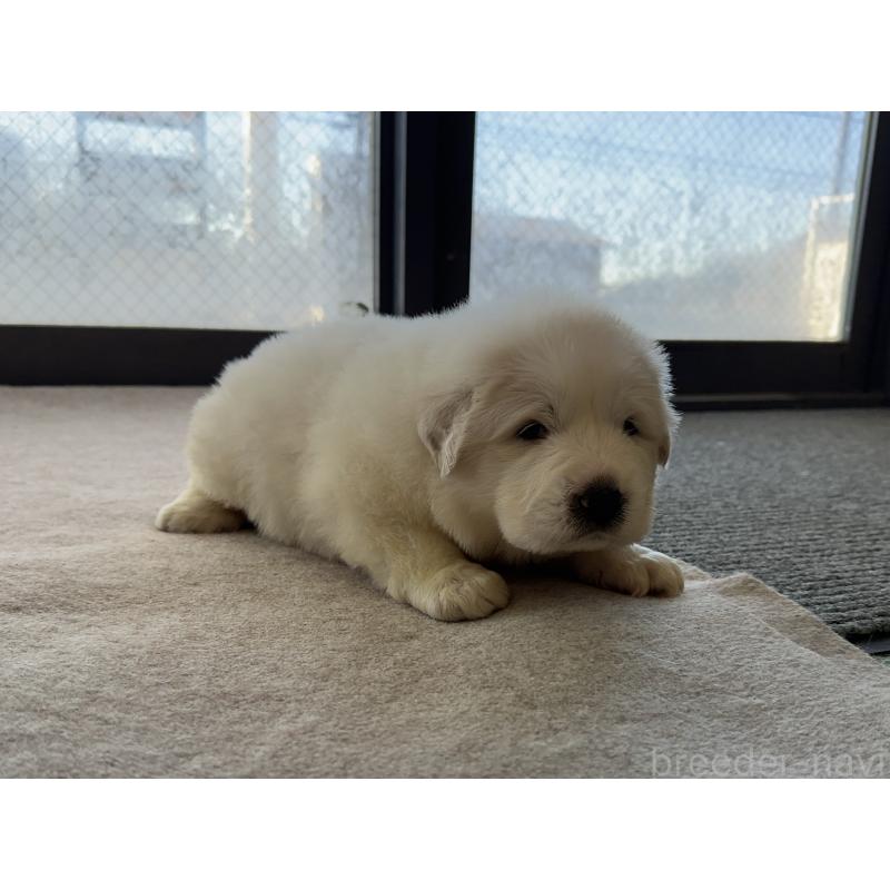 成約済の千葉県のグレートピレニーズ-439617の25枚目