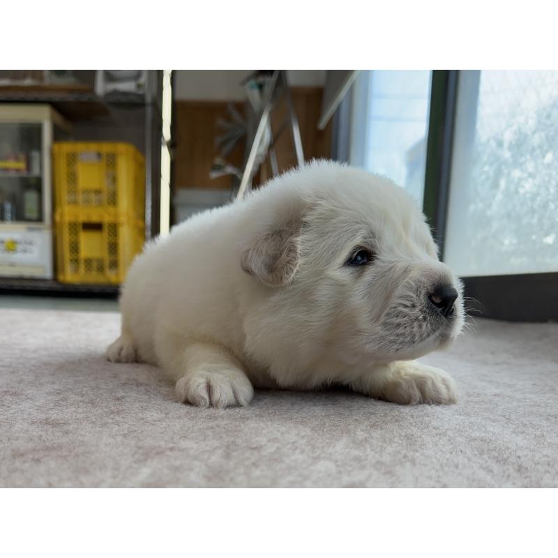 成約済の千葉県のグレートピレニーズ-439617の23枚目