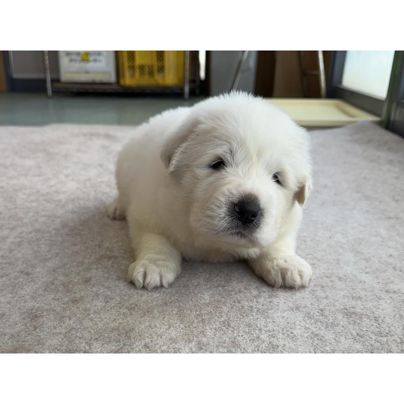 成約済の千葉県のグレートピレニーズ-439617の22枚目