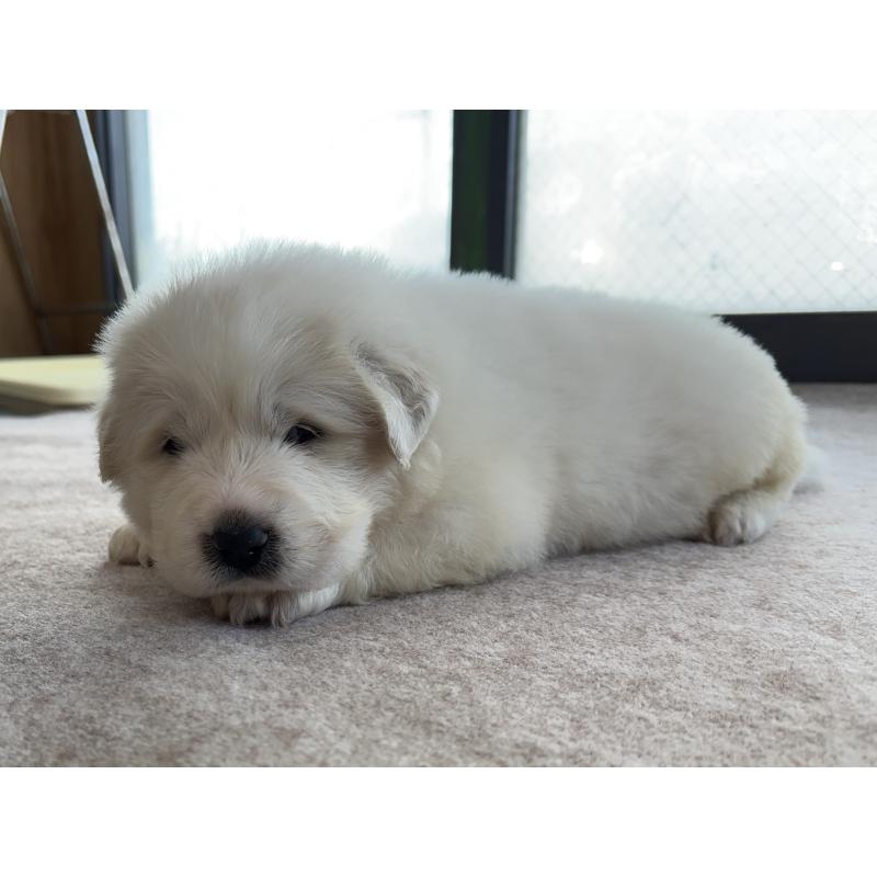 成約済の千葉県のグレートピレニーズ-439617の21枚目