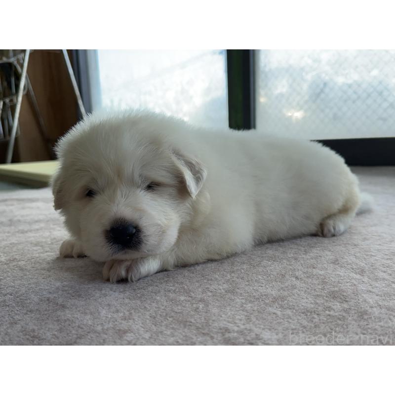 成約済の千葉県のグレートピレニーズ-439617の20枚目