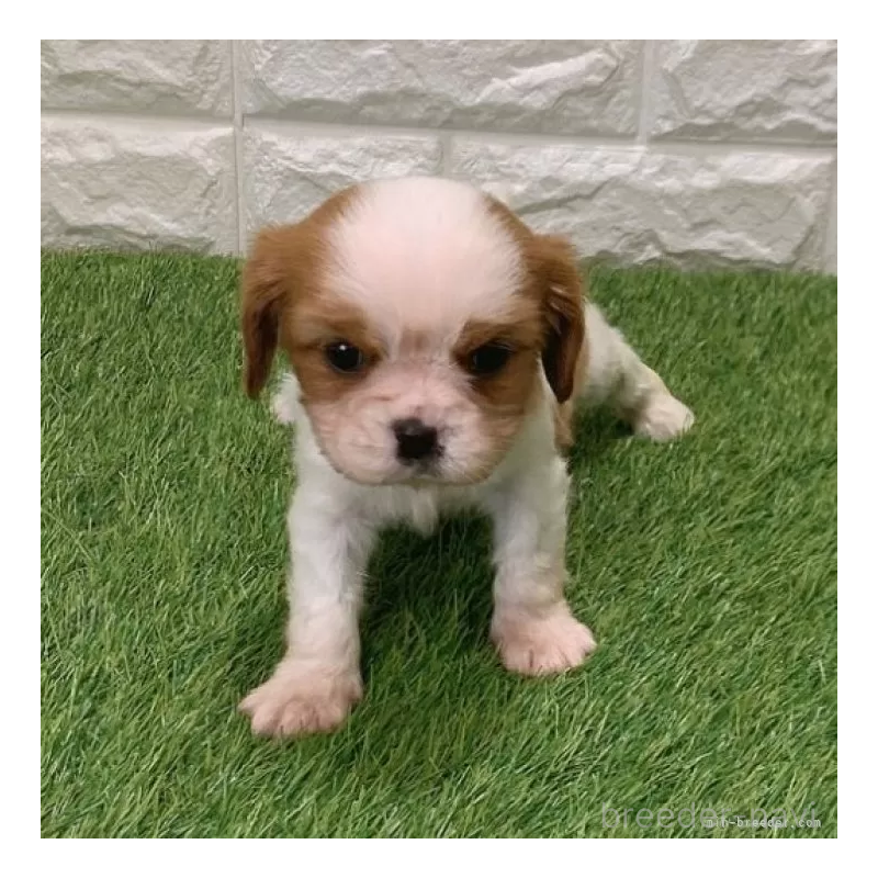 販売中の愛知県のキャバリアキングチャールズスパニエル-439926