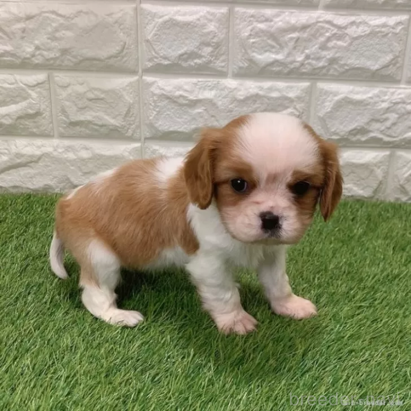 販売中の愛知県のキャバリアキングチャールズスパニエル-439926の5枚目