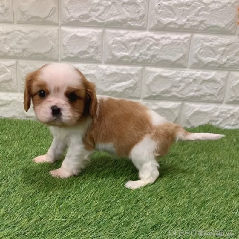 販売中の愛知県のキャバリアキングチャールズスパニエル-439926の4枚目