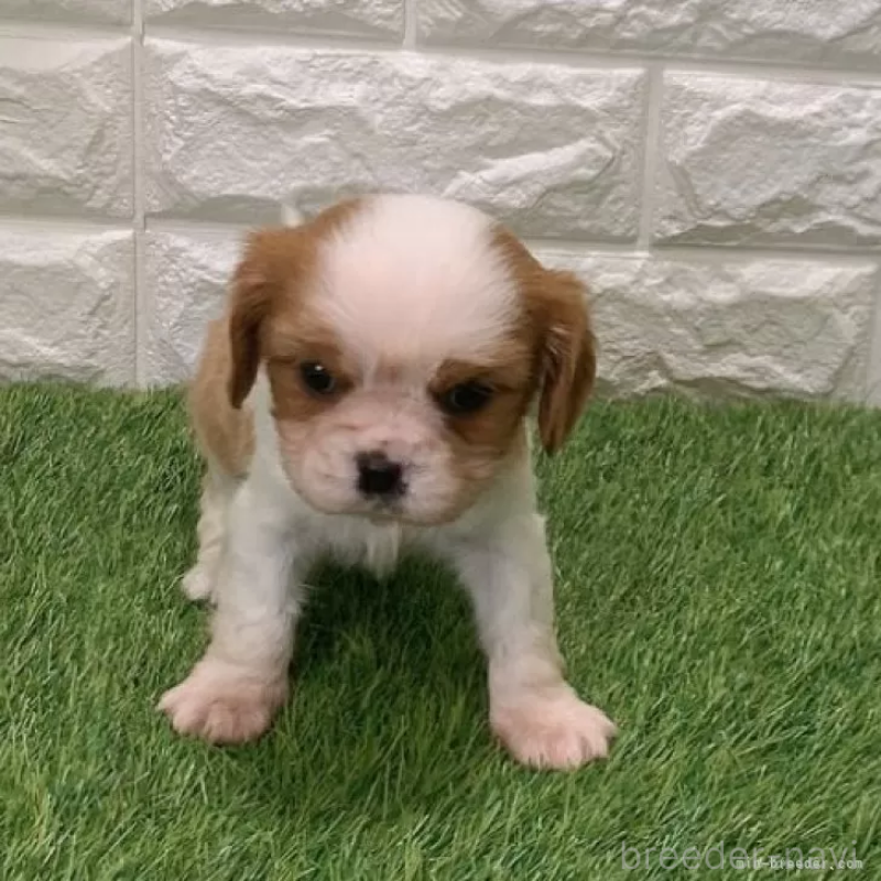 販売中の愛知県のキャバリアキングチャールズスパニエル-439926の3枚目