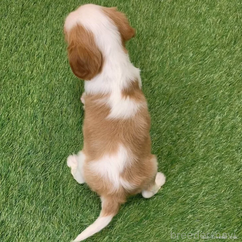販売中の愛知県のキャバリアキングチャールズスパニエル-439926の2枚目