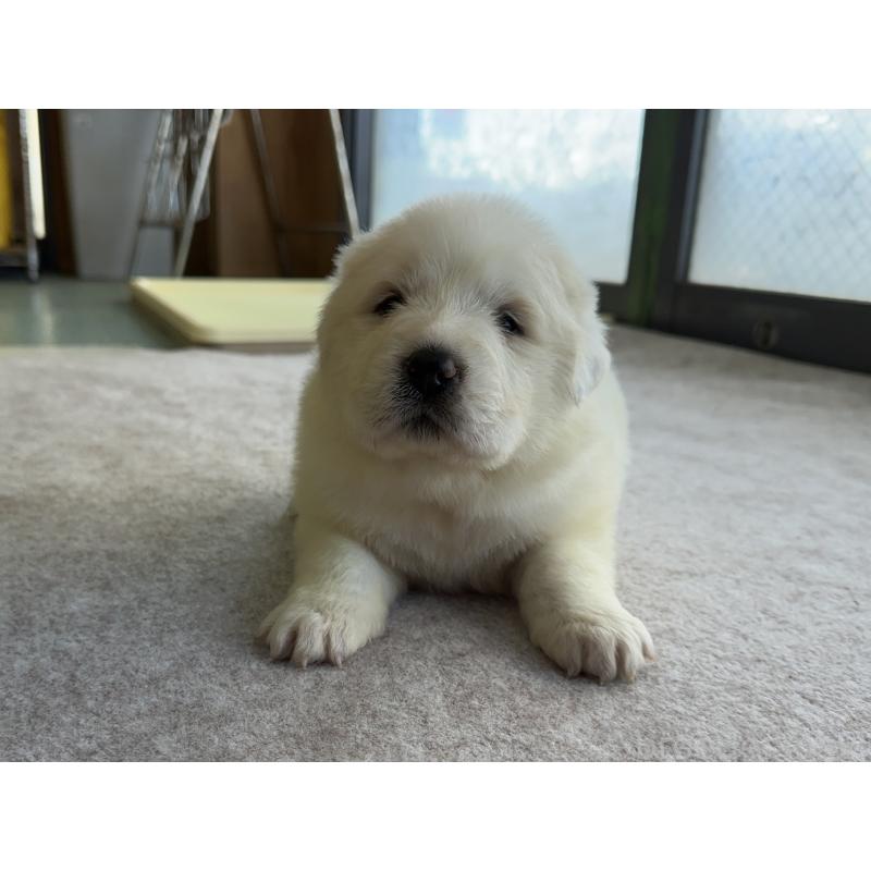 成約済の千葉県のグレートピレニーズ-439618の19枚目