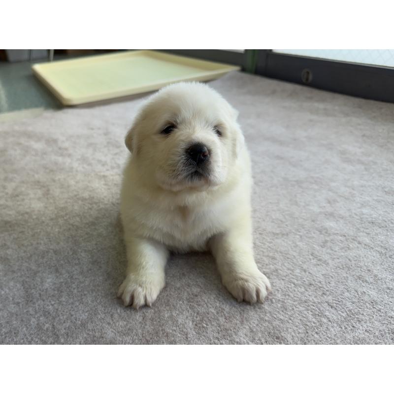 成約済の千葉県のグレートピレニーズ-439618の18枚目