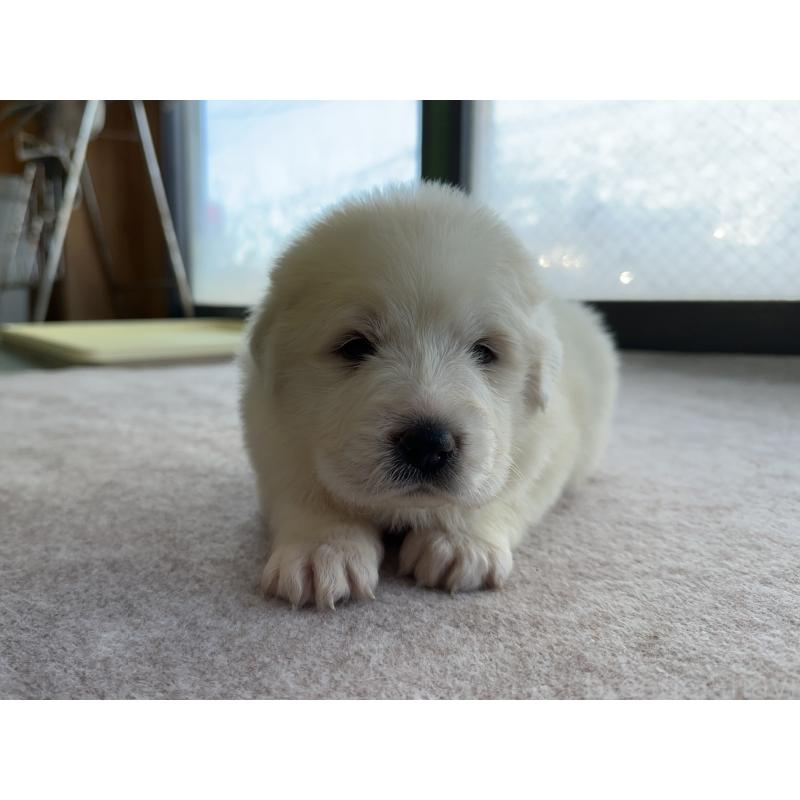 成約済の千葉県のグレートピレニーズ-439618の17枚目