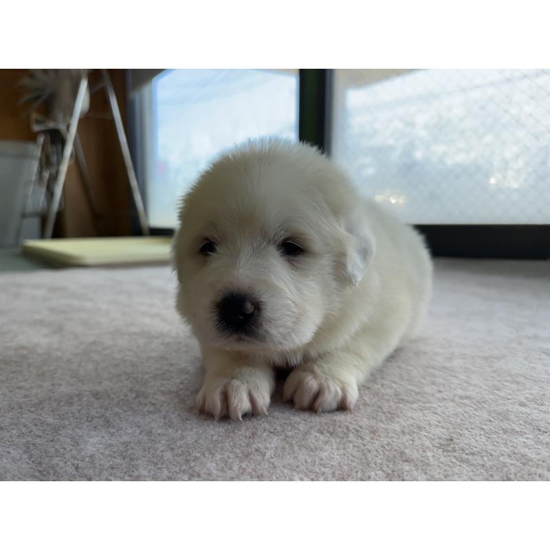 成約済の千葉県のグレートピレニーズ-439618の16枚目