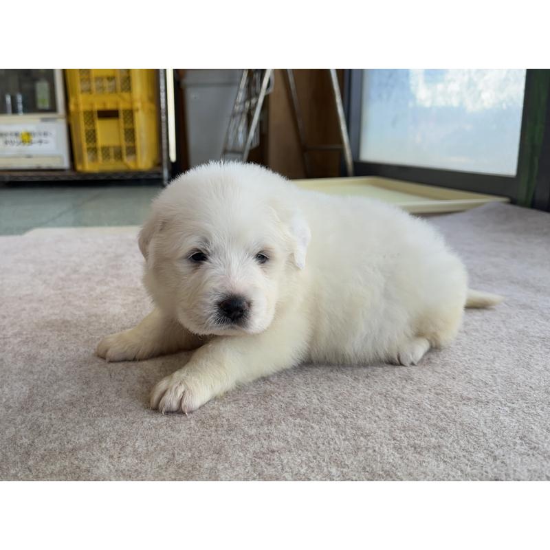 成約済の千葉県のグレートピレニーズ-439618の15枚目