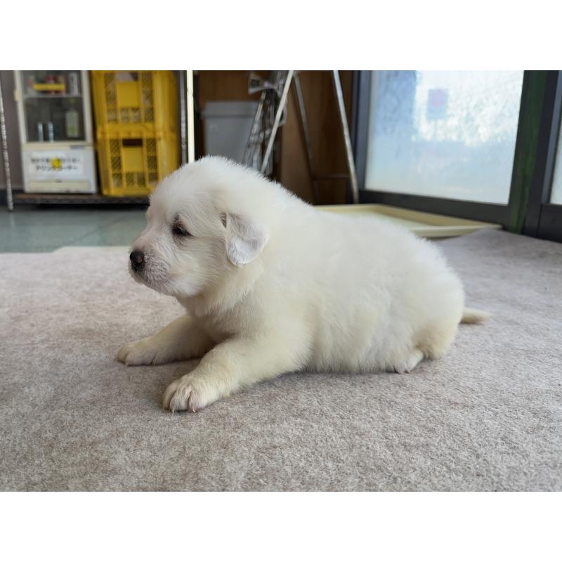 成約済の千葉県のグレートピレニーズ-439618の14枚目