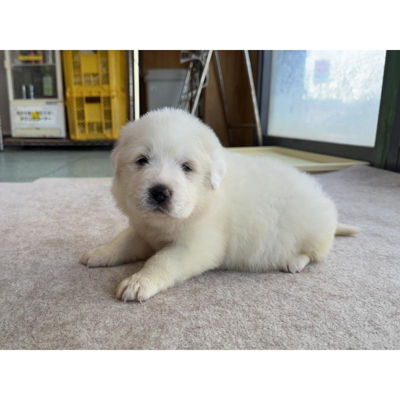 成約済の千葉県のグレートピレニーズ-439618の12枚目