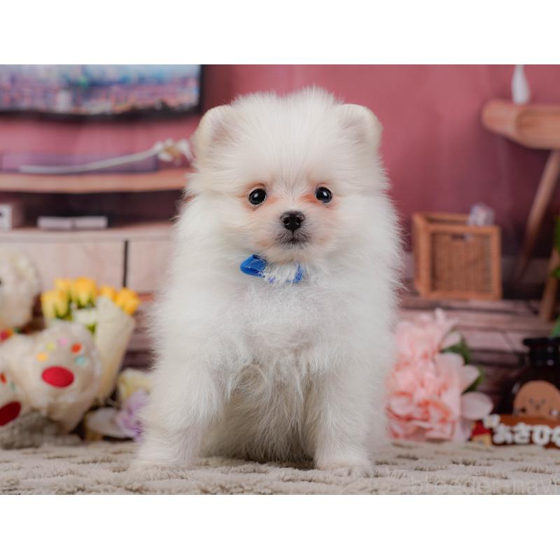 販売中の神奈川県のポメラニアン-441142の13枚目