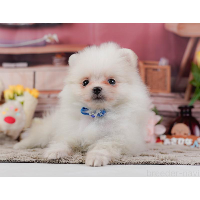 販売中の神奈川県のポメラニアン-441142の12枚目