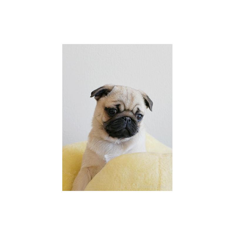 販売中の鹿児島県のパグ-423894の5枚目