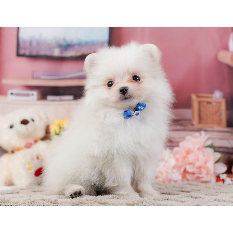 販売中の神奈川県のポメラニアン-441142の11枚目