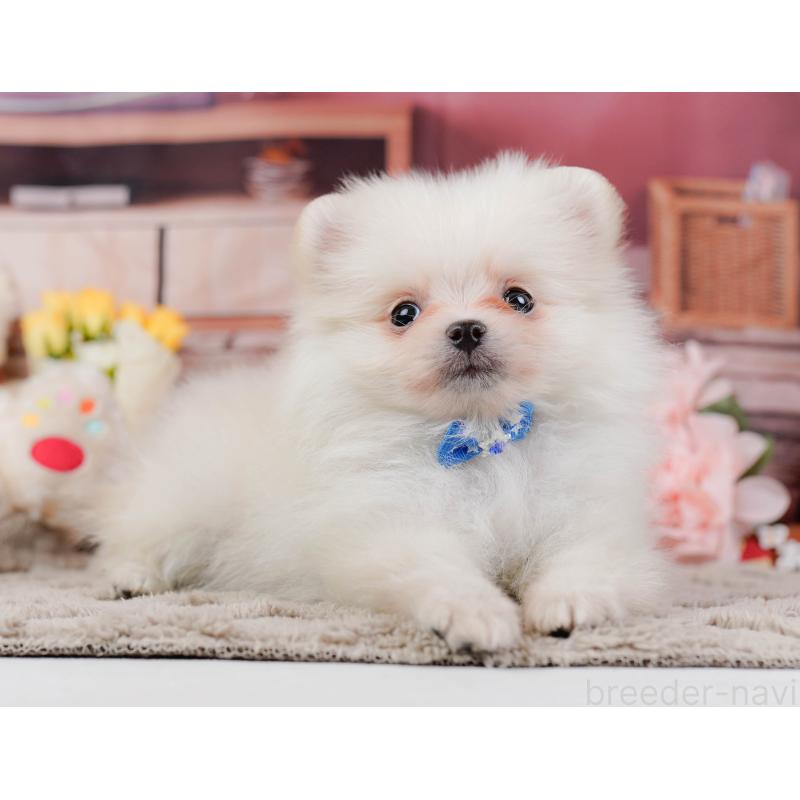 販売中の神奈川県のポメラニアン-441142の10枚目