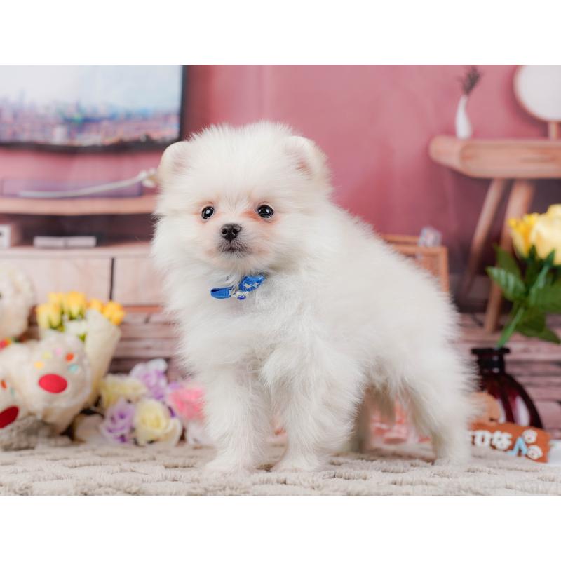 販売中の神奈川県のポメラニアン-441142の9枚目