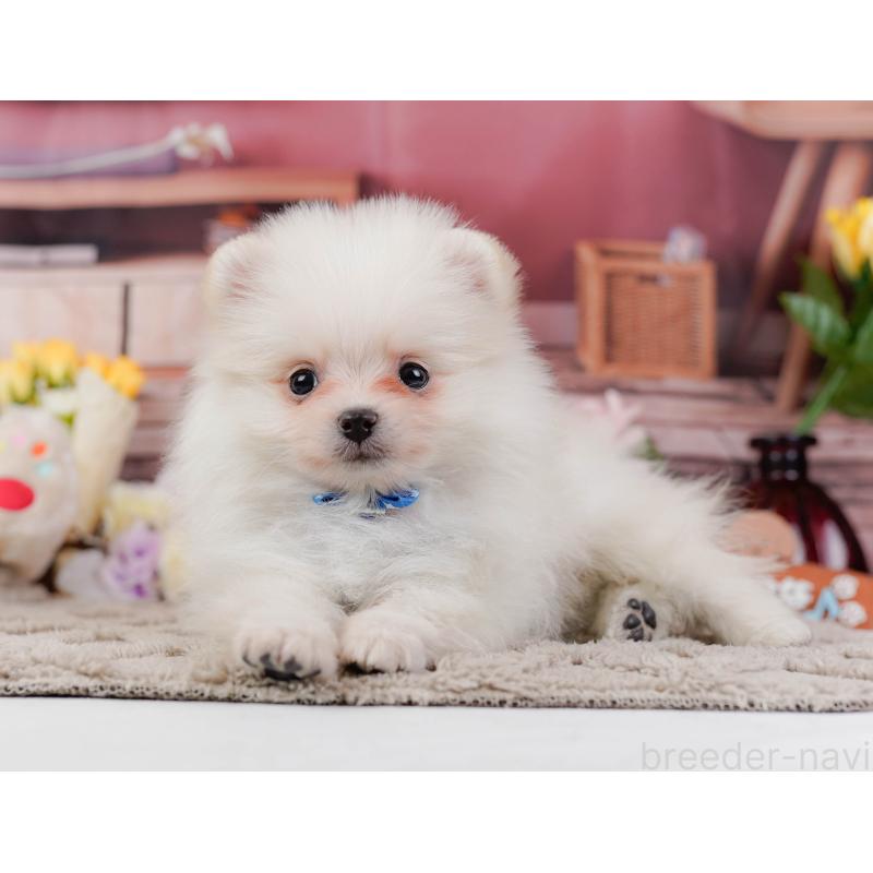 販売中の神奈川県のポメラニアン-441142の8枚目