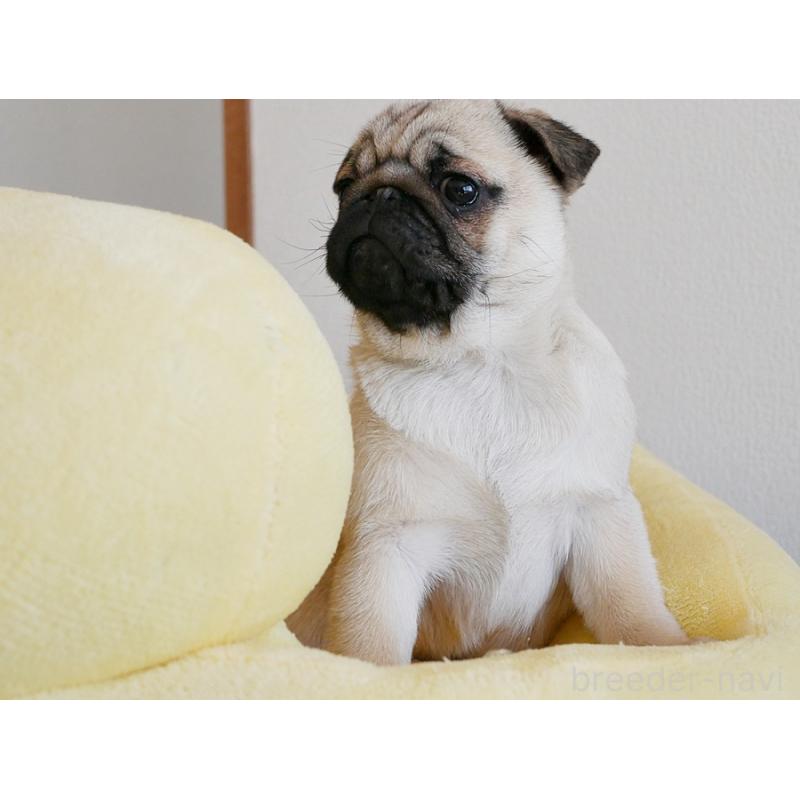 販売中の鹿児島県のパグ-423894の4枚目