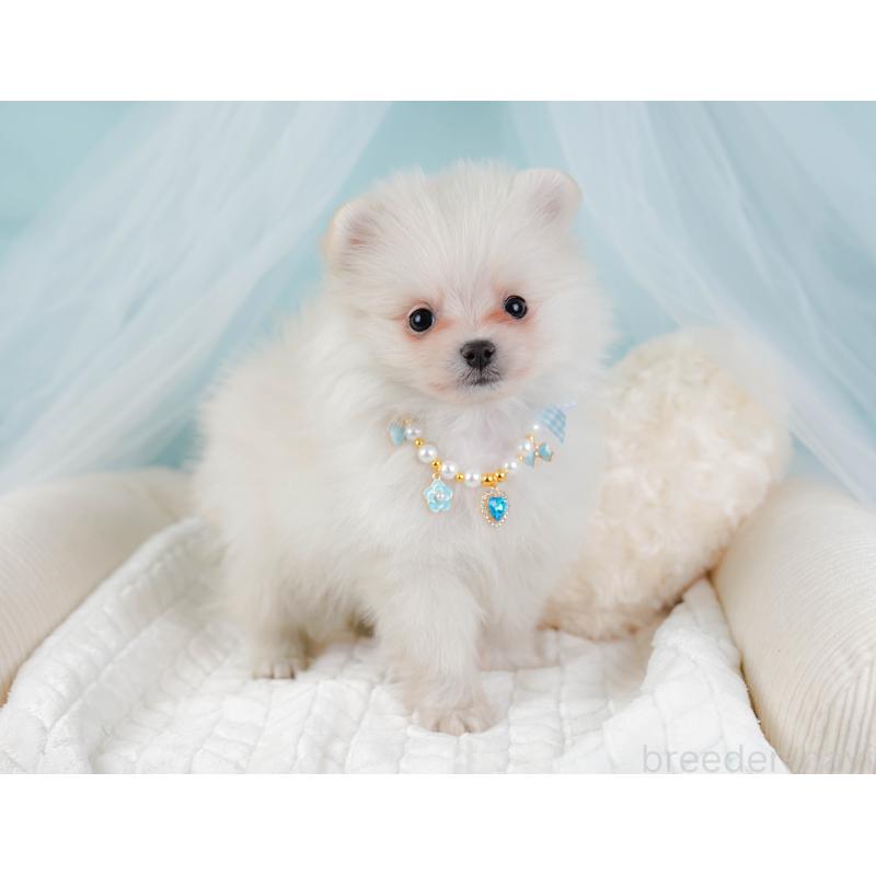 販売中の神奈川県のポメラニアン-441142の6枚目