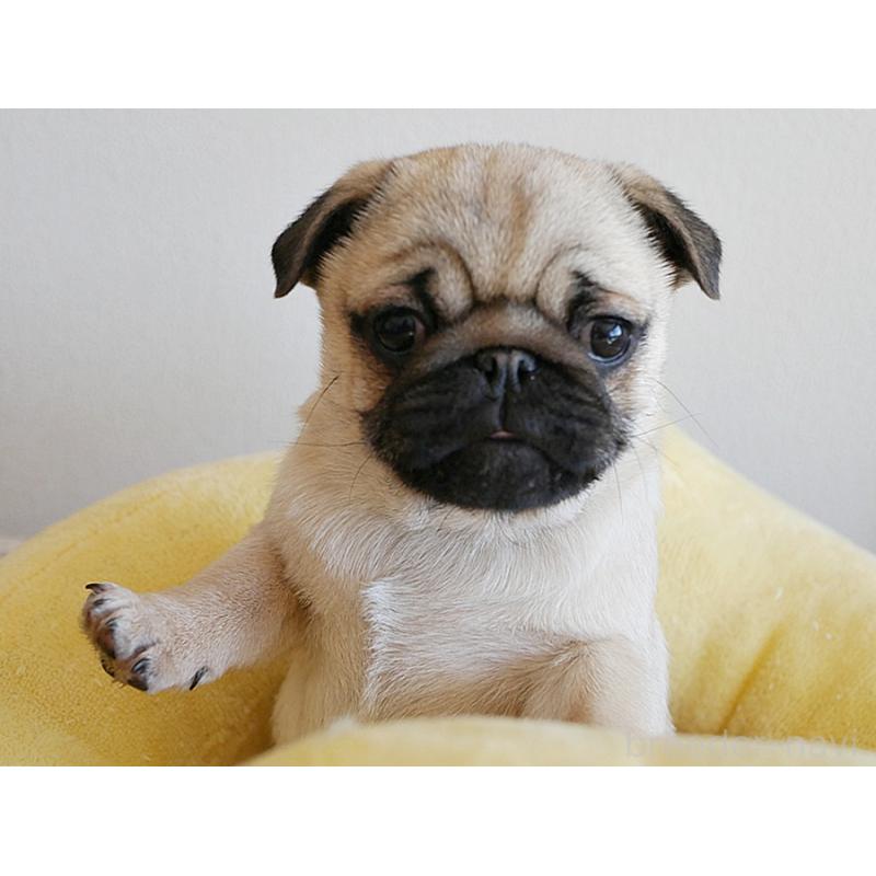 販売中の鹿児島県のパグ-423894の3枚目