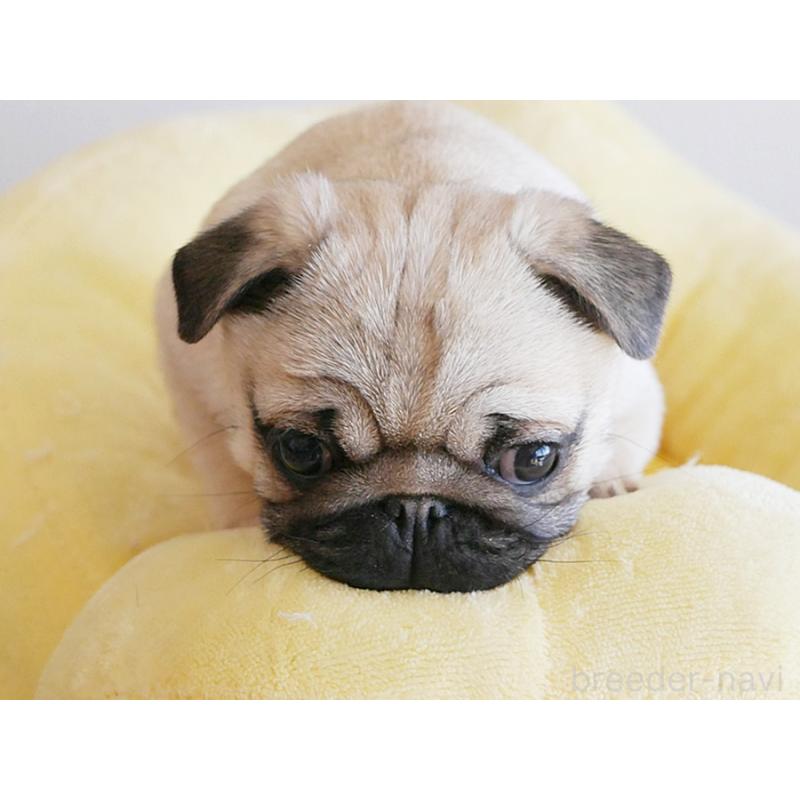 販売中の鹿児島県のパグ-423894の2枚目