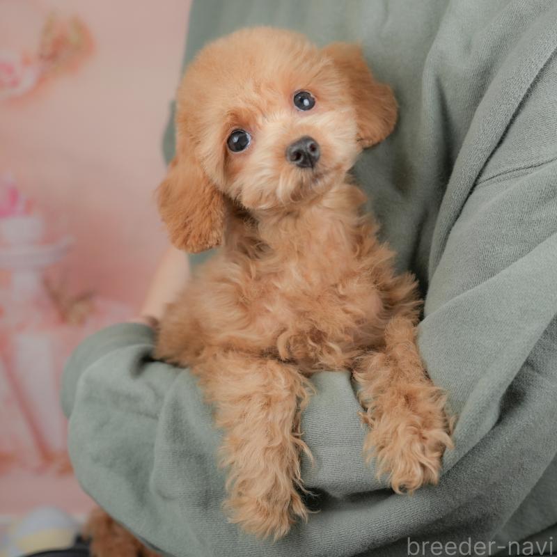 販売中の群馬県のトイプードル-441116