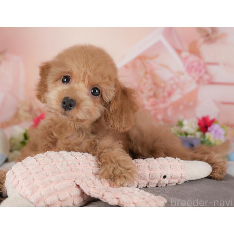 販売中の群馬県のトイプードル-441116の8枚目