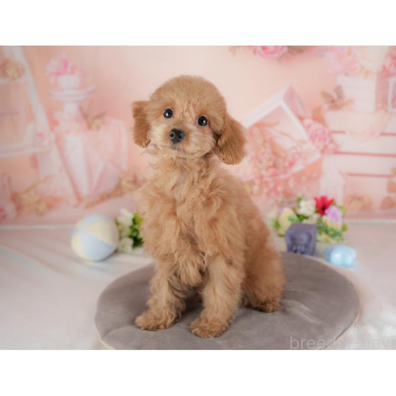 販売中の群馬県のトイプードル-441116の7枚目