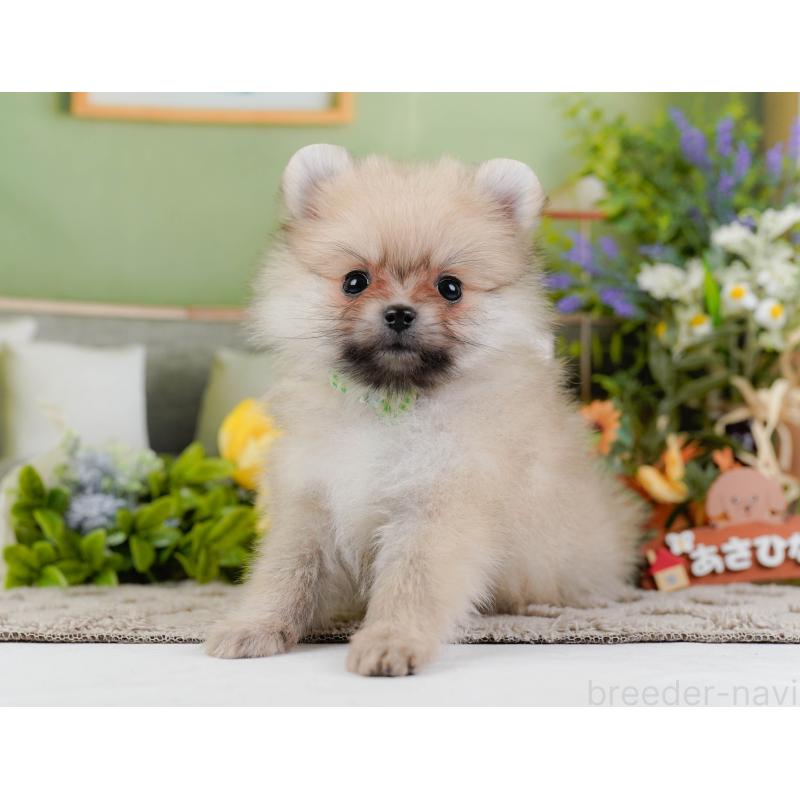 販売中の神奈川県のポメラニアン-441143の13枚目