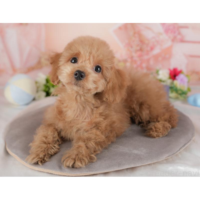 販売中の群馬県のトイプードル-441116の6枚目